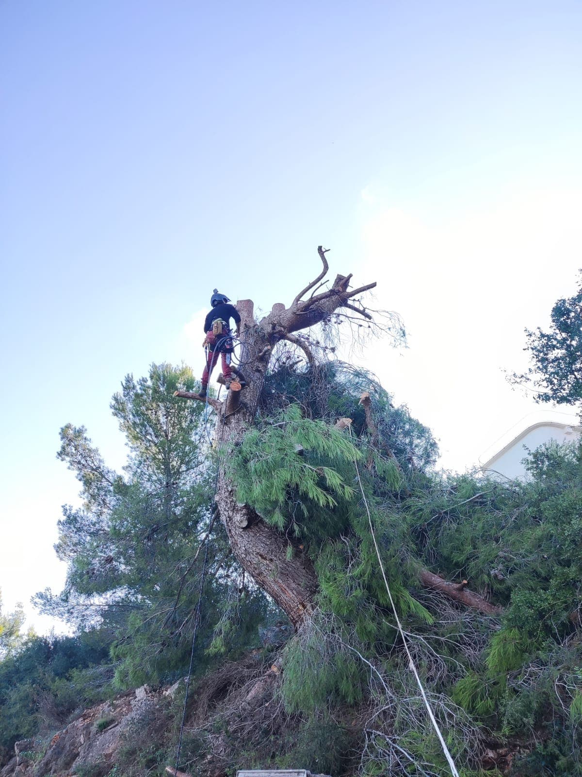 Tala de pino – Monte Pego