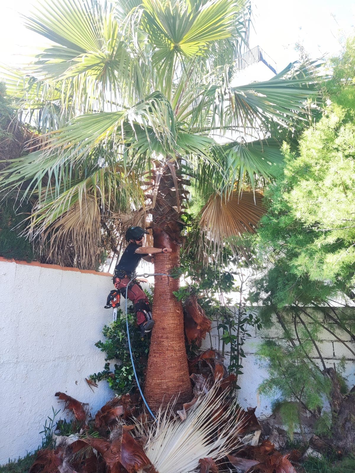 Trepa de palmera Washingtonia – Dénia