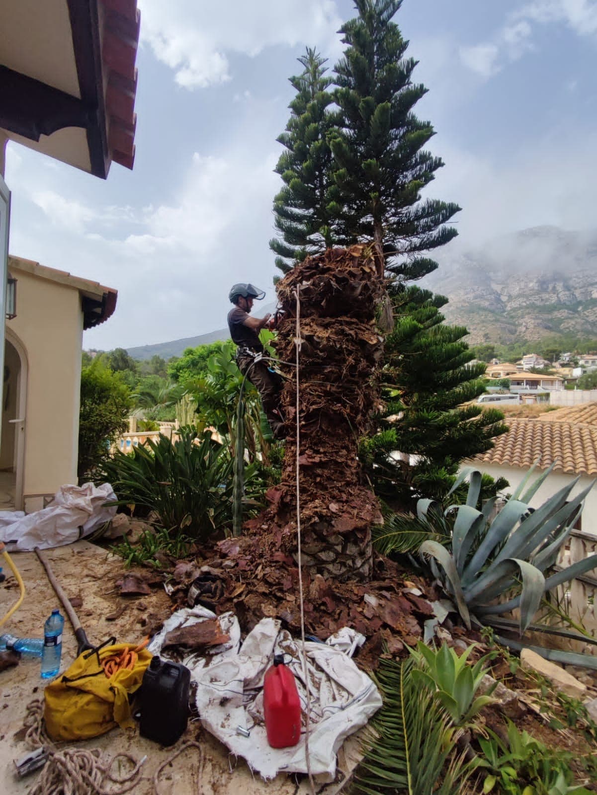 Desmontaje de palmera canaria – Dénia