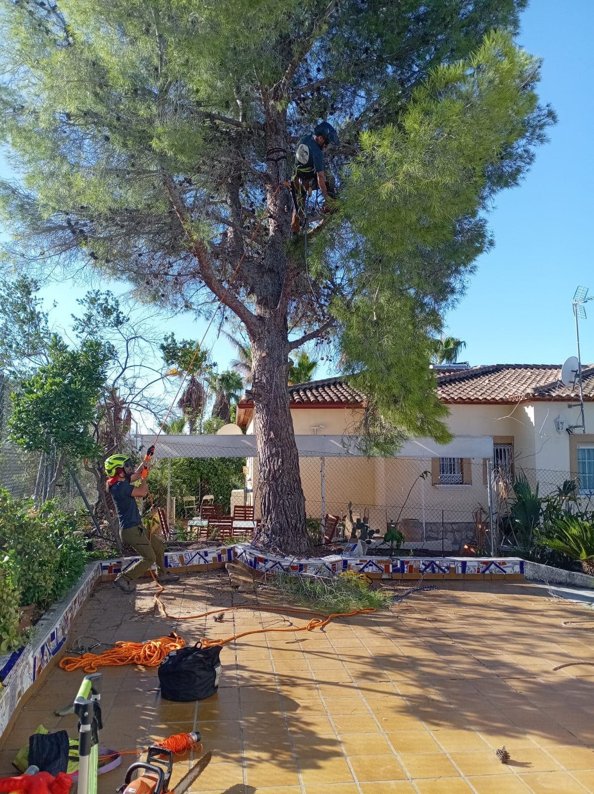 Poda de pino – Gandia