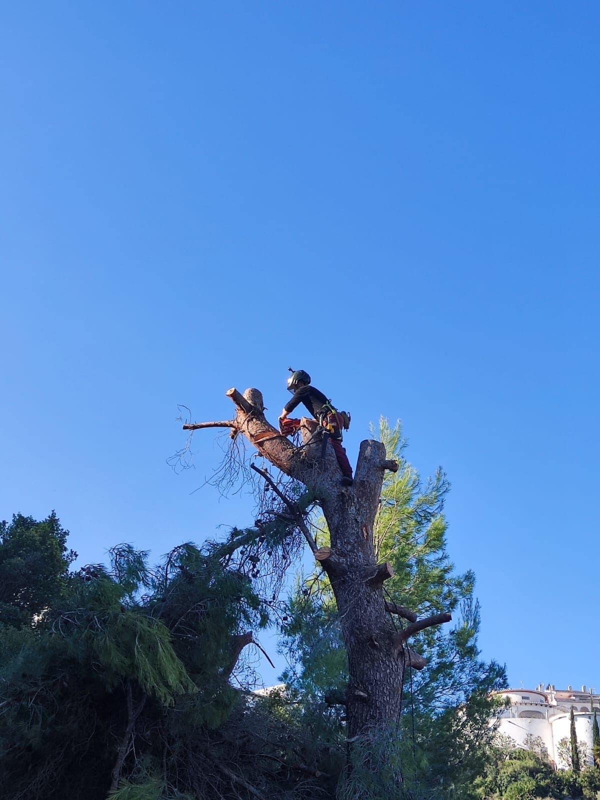 Poda de pino – Monte Pego