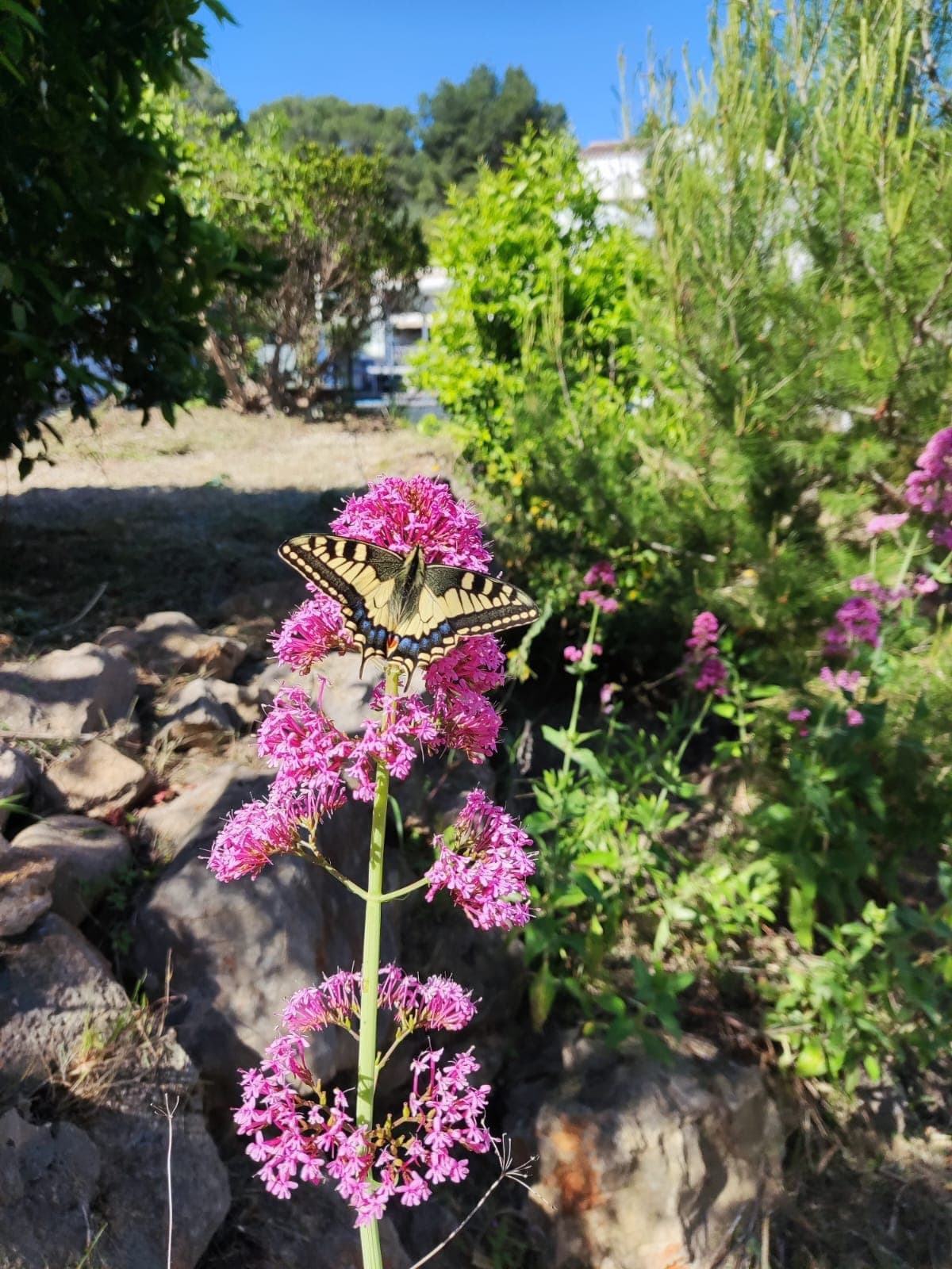 Mantenimiento de jardín – Marina Alta