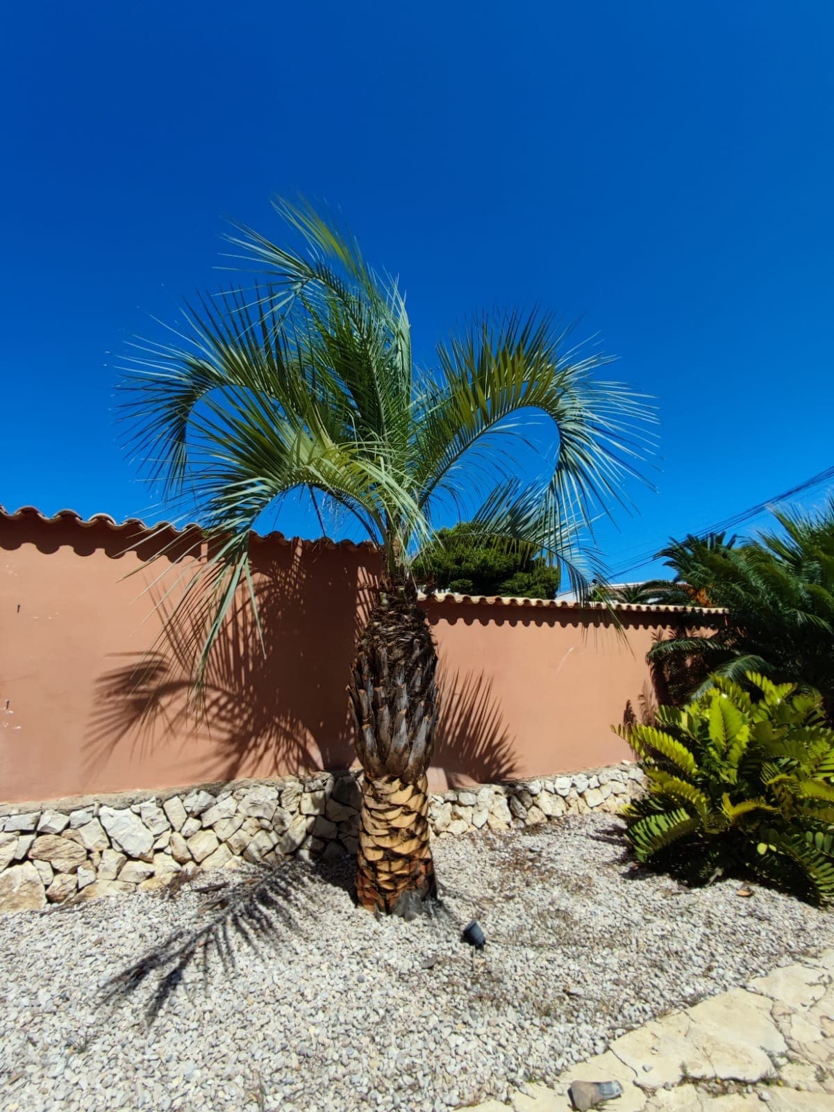 Limpieza de palmera datilera – Jávea