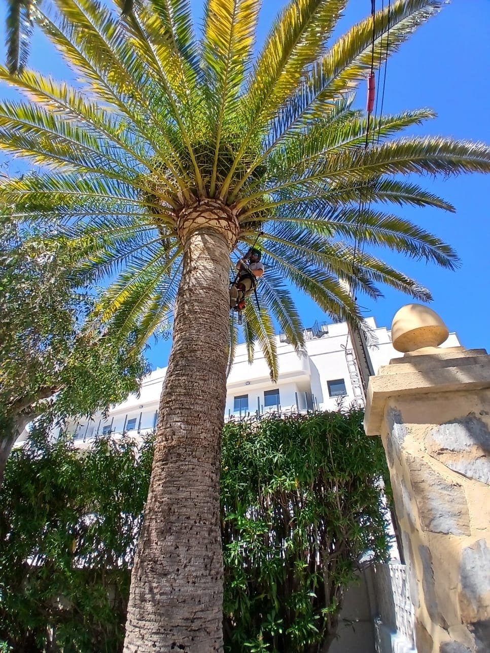Limpieza de palmera Phoenix – Dénia