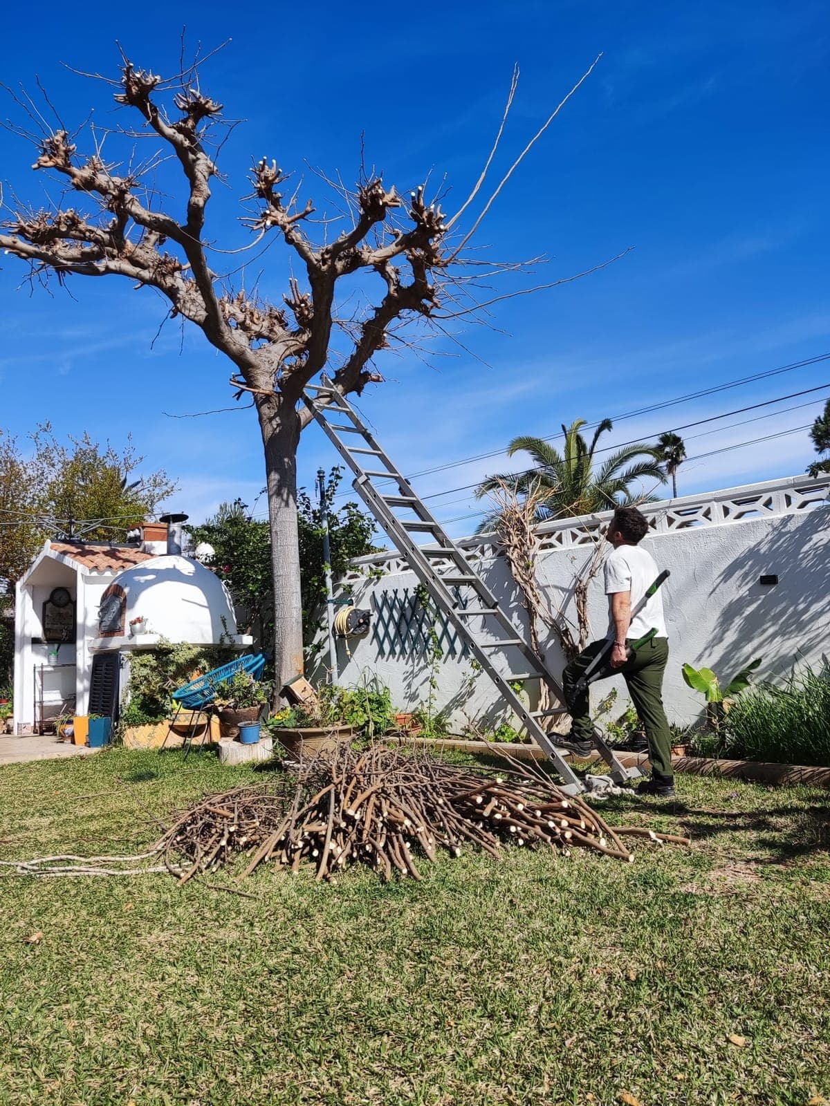 Poda de árbol – Dénia
