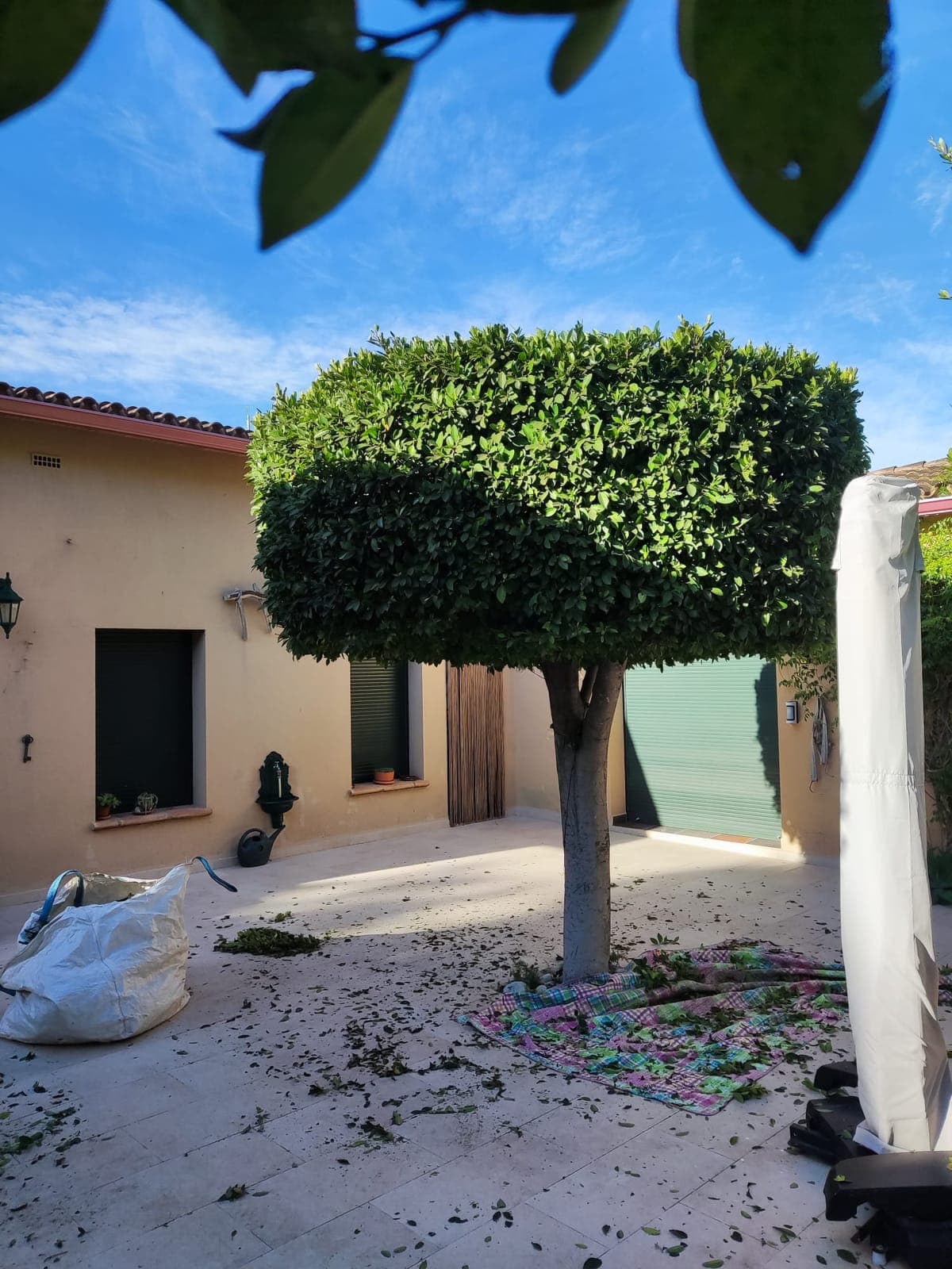 Poda de ficus – Pedreguer