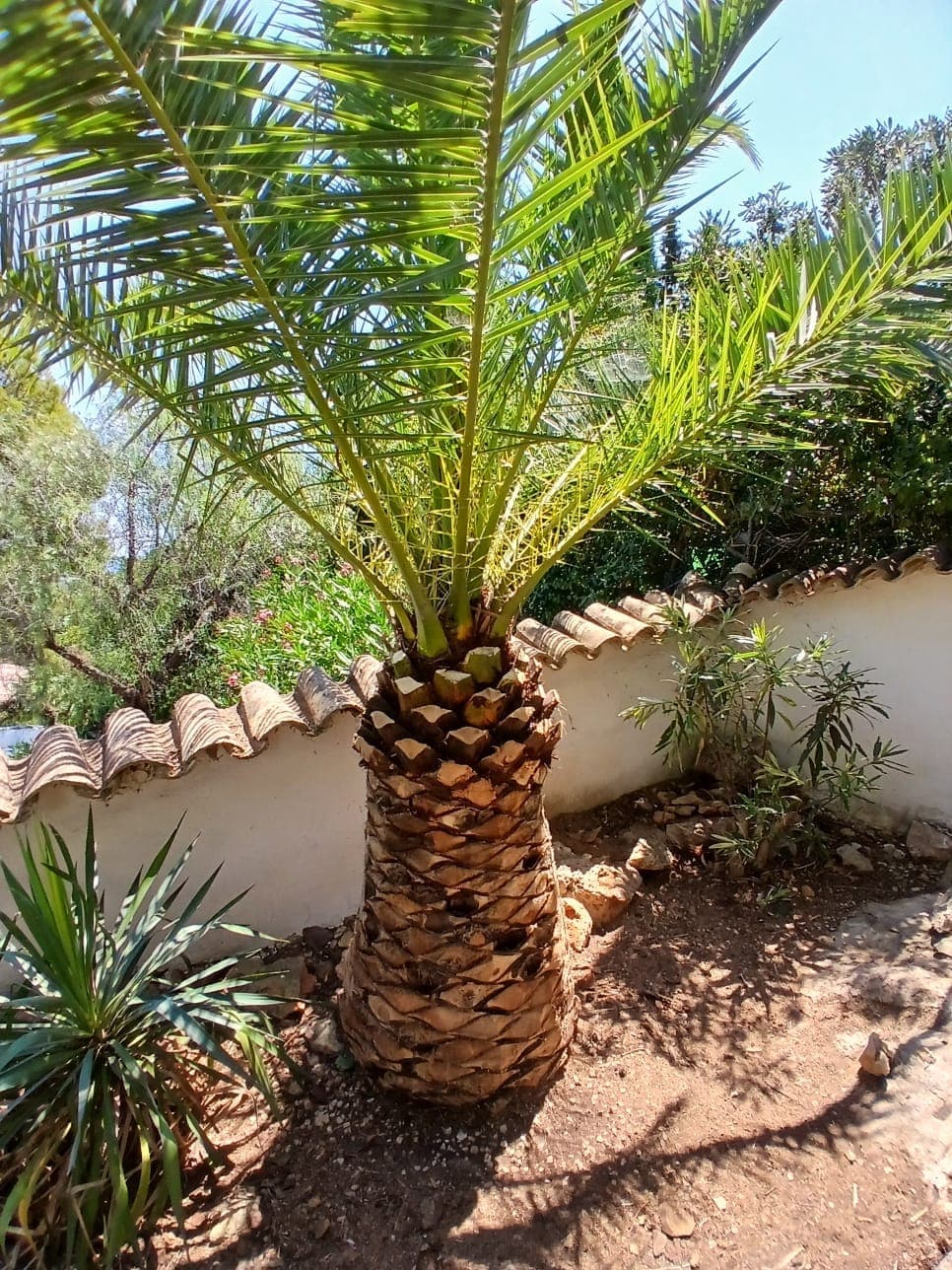 Poda de palmera canaria