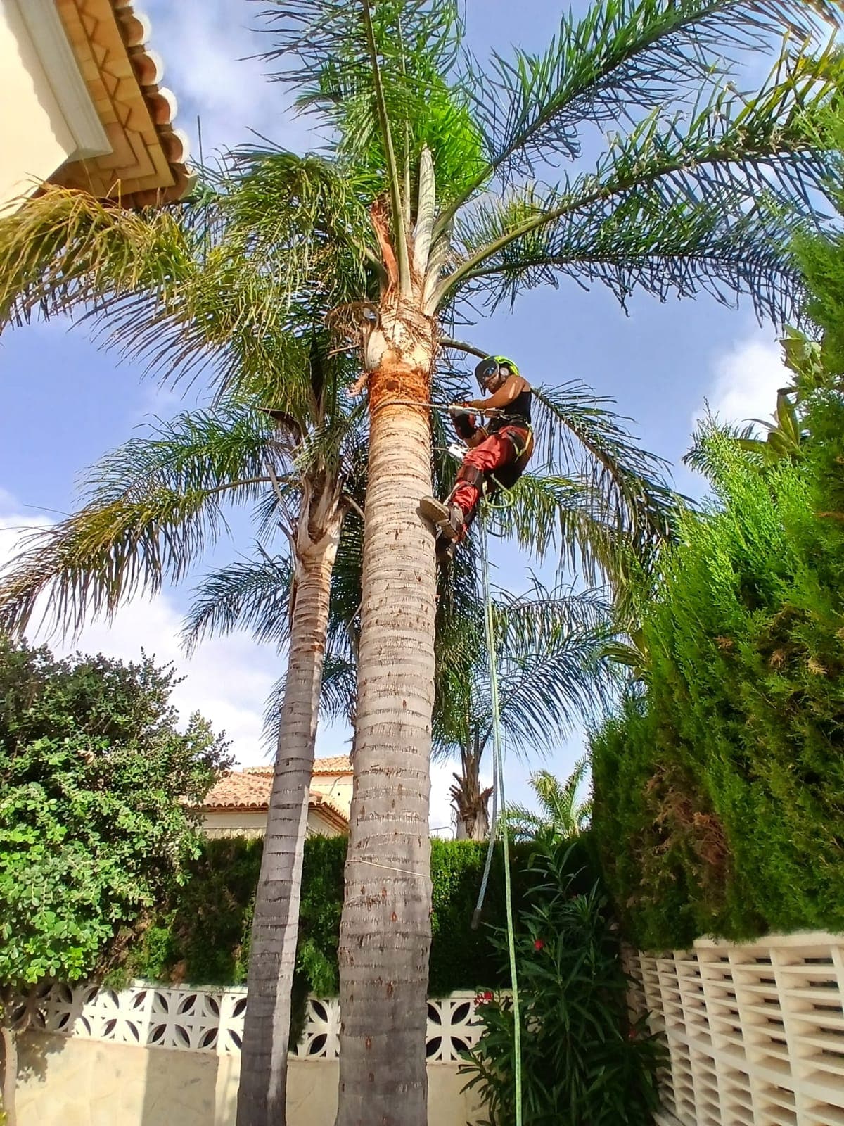 Poda de palmera cocotera – Els Poblets