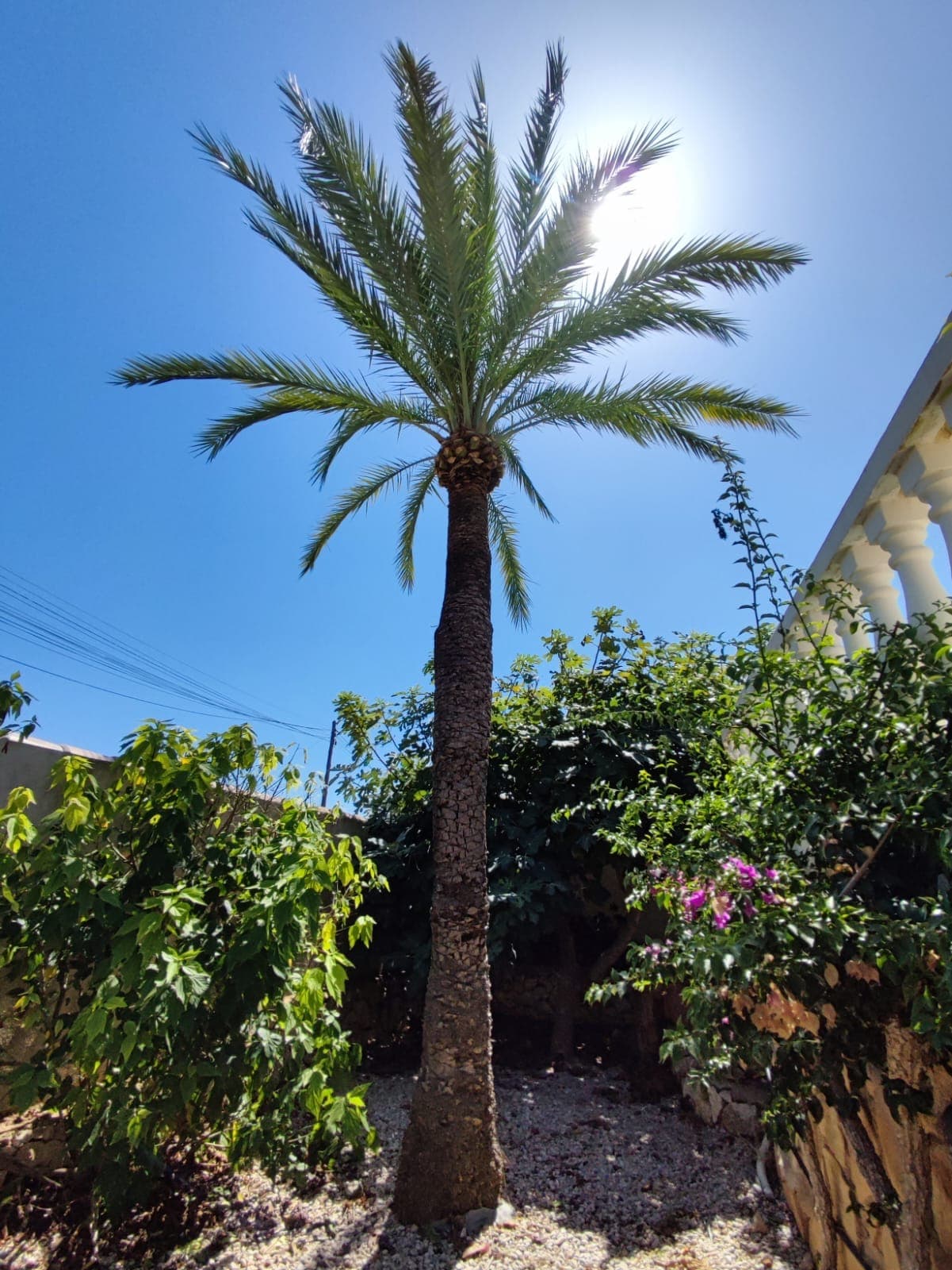 Poda de palmera datilera – Jávea