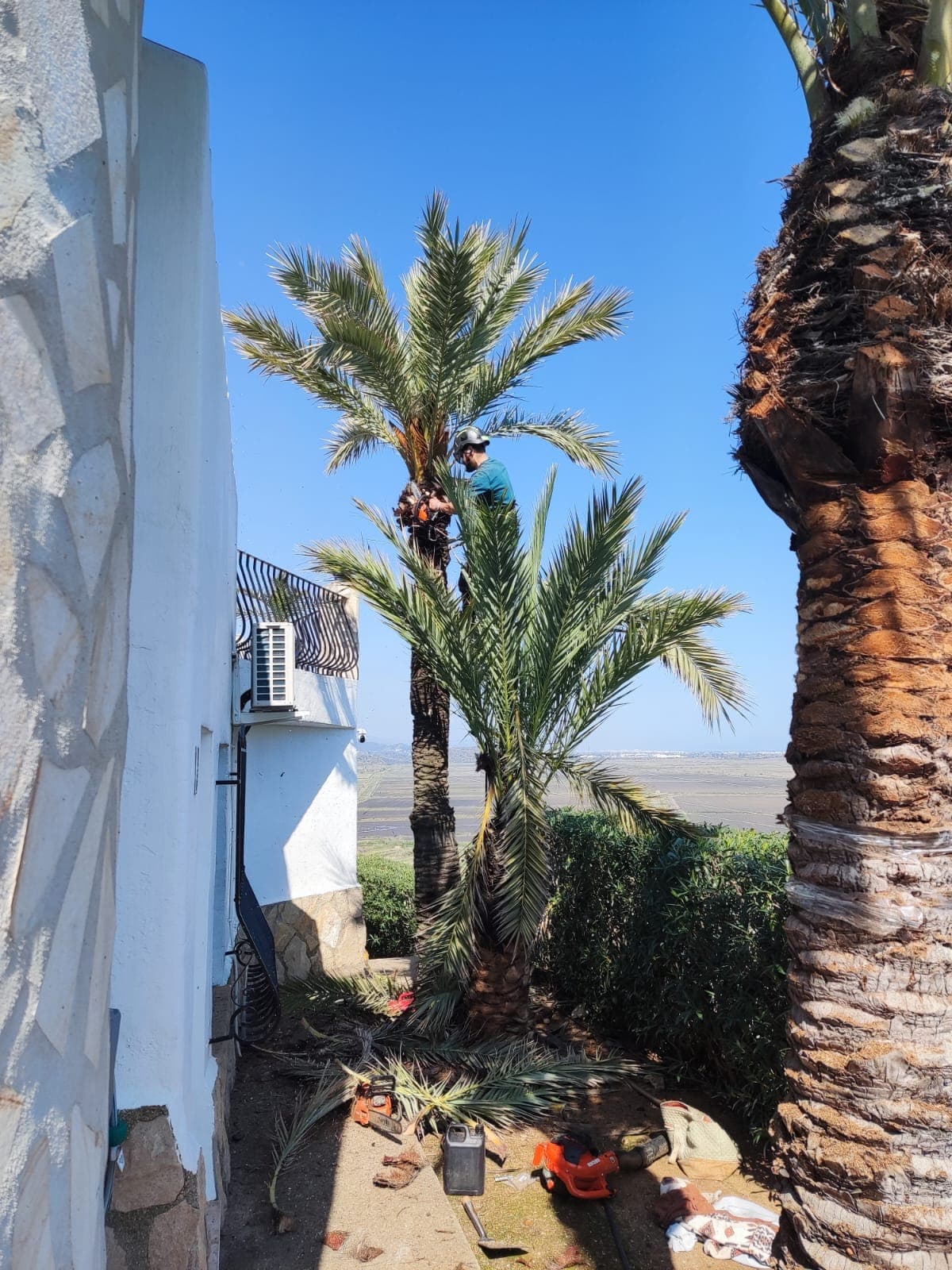 Poda de palmera – Monte Pego