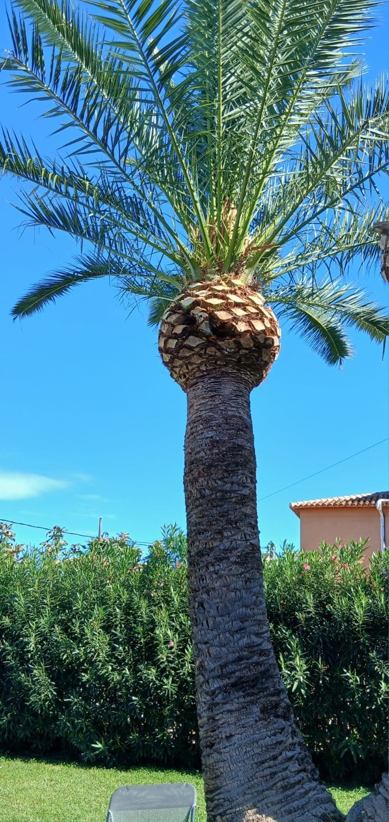 Poda de palmera Phoenix – Dénia
