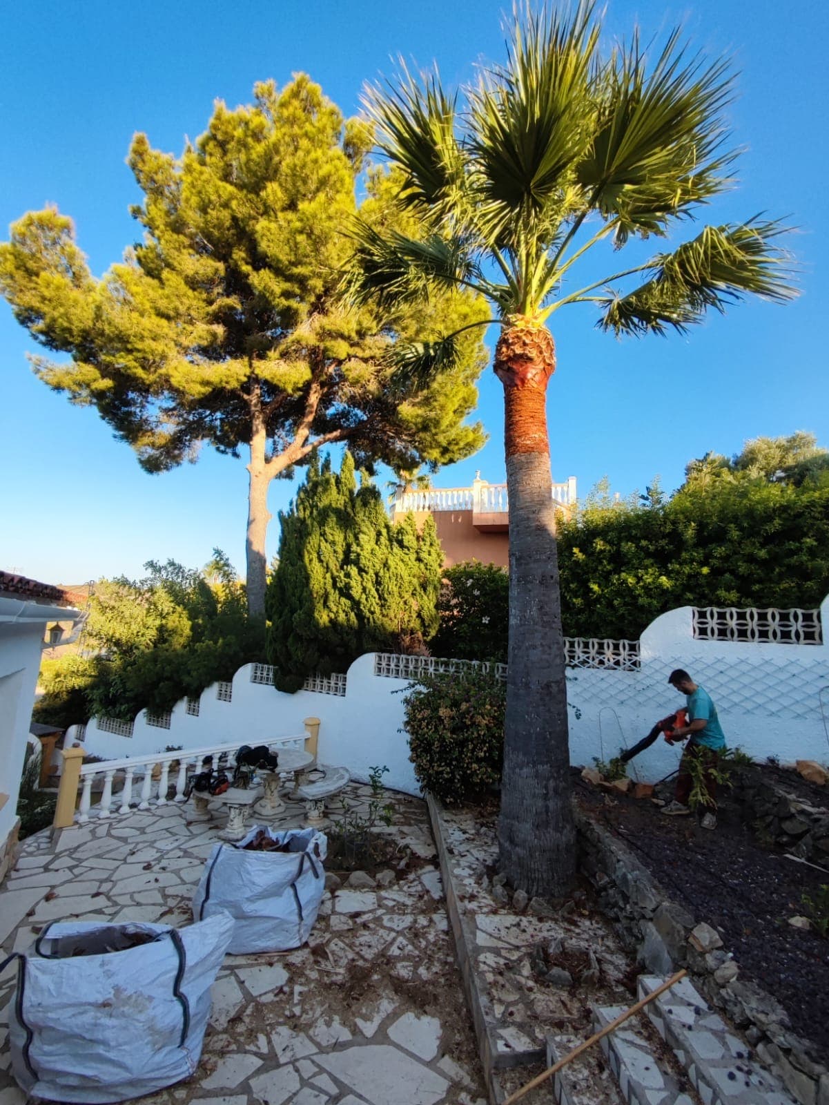 Poda de palmera Washingtonia – Dénia