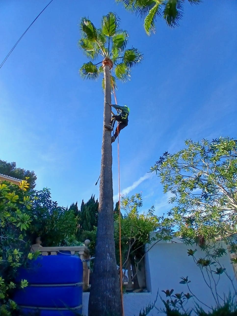 Poda de palmera Washingtonia – Jávea