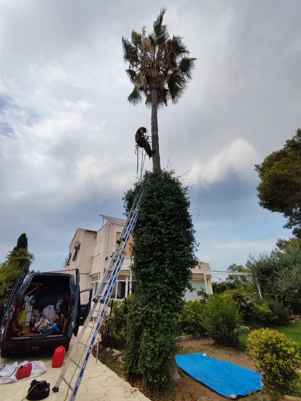 Poda de palmera Washingtonia – Oliva