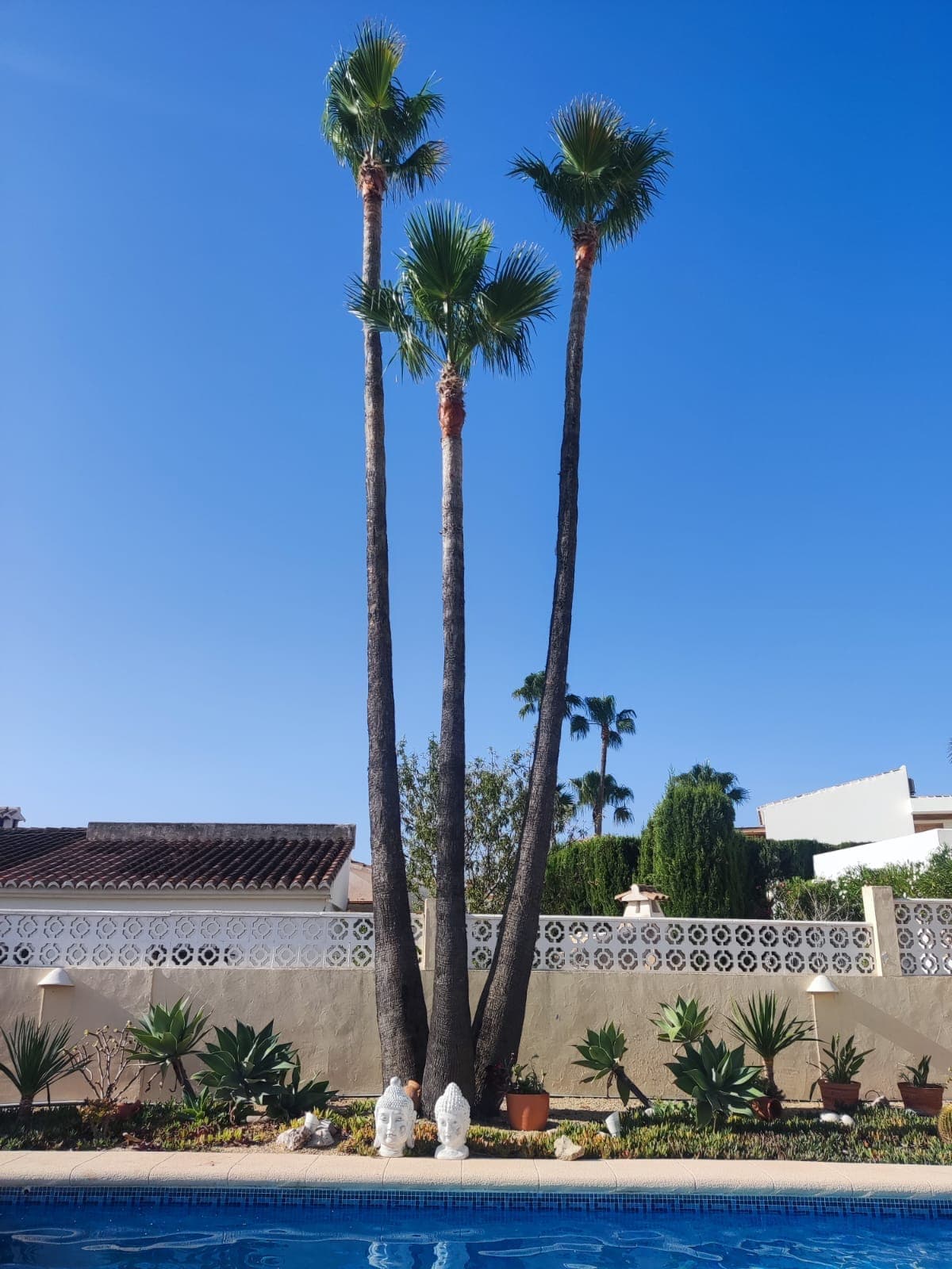 Poda de palmeras Washingtonia – Moraira