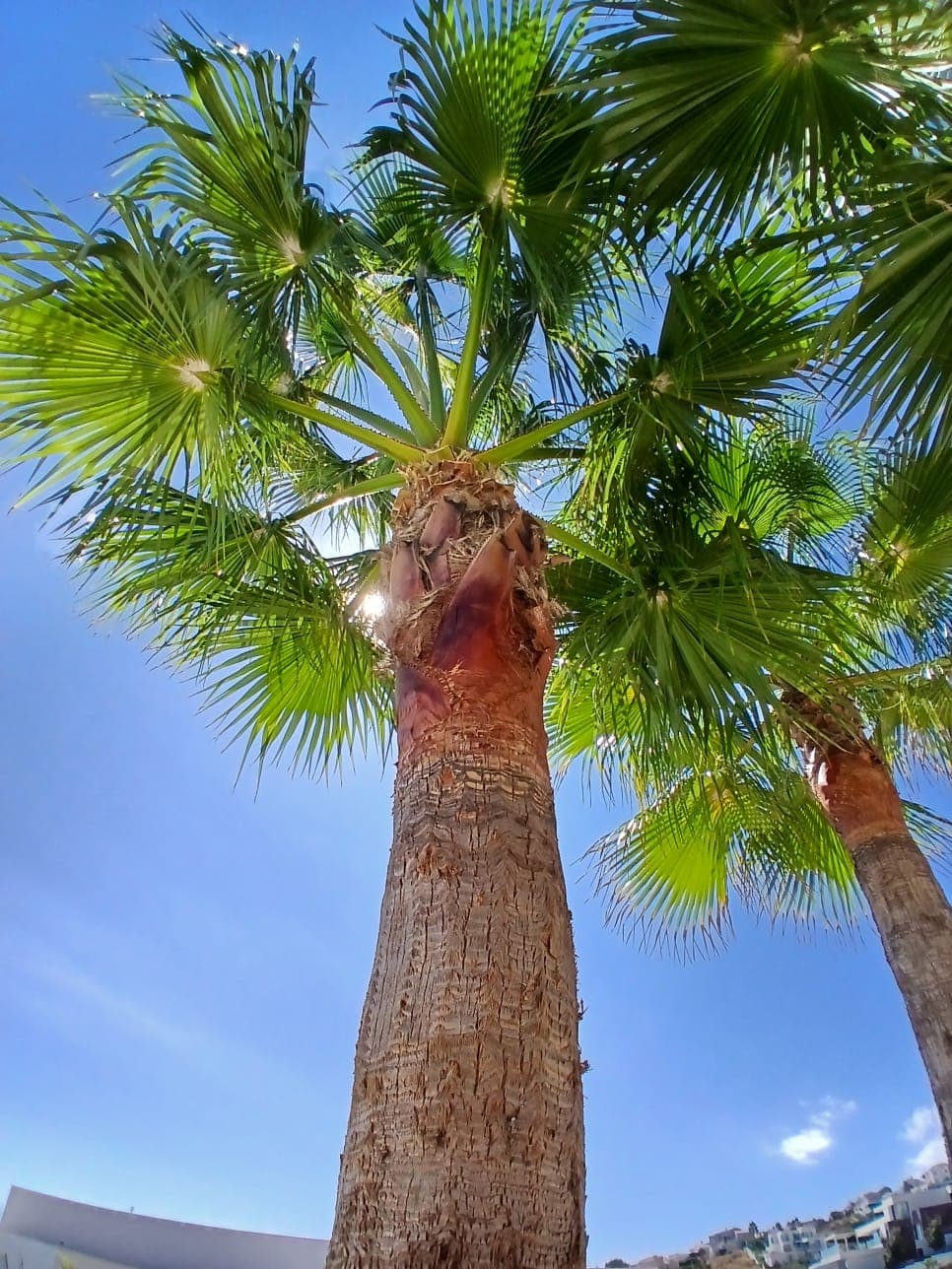 Arborista podando una palmera canaria en una villa de Jávea