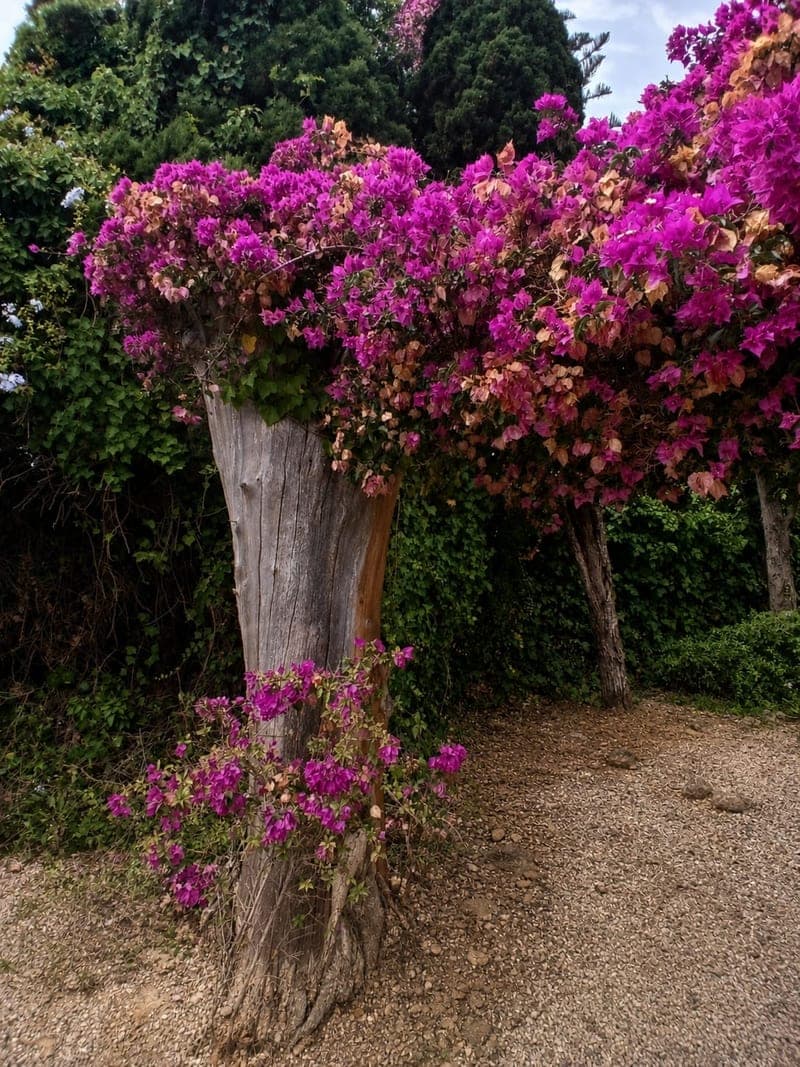 Buganvilla en flor trepando por un tronco en un jardín mediterráneo