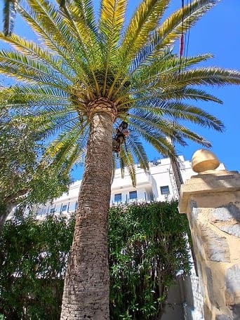 Podador trepador encordado en una gran palmera canaria
