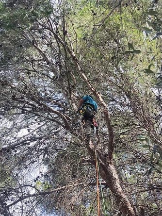 Podador trepador trabajando en altura en un pino
