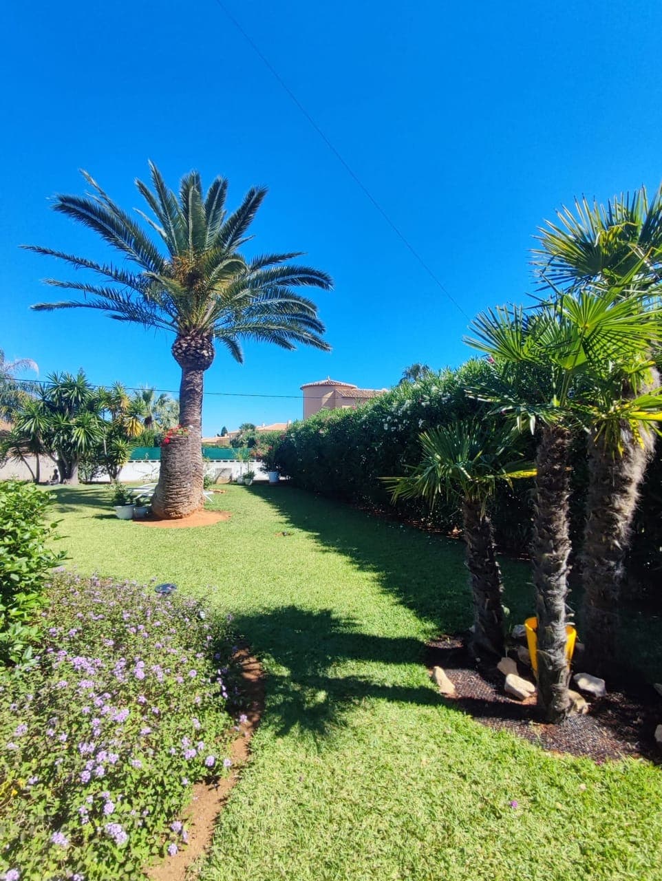 Jardín de villa impecablemente mantenido en Dénia, césped verde y seto de adelfas en flor