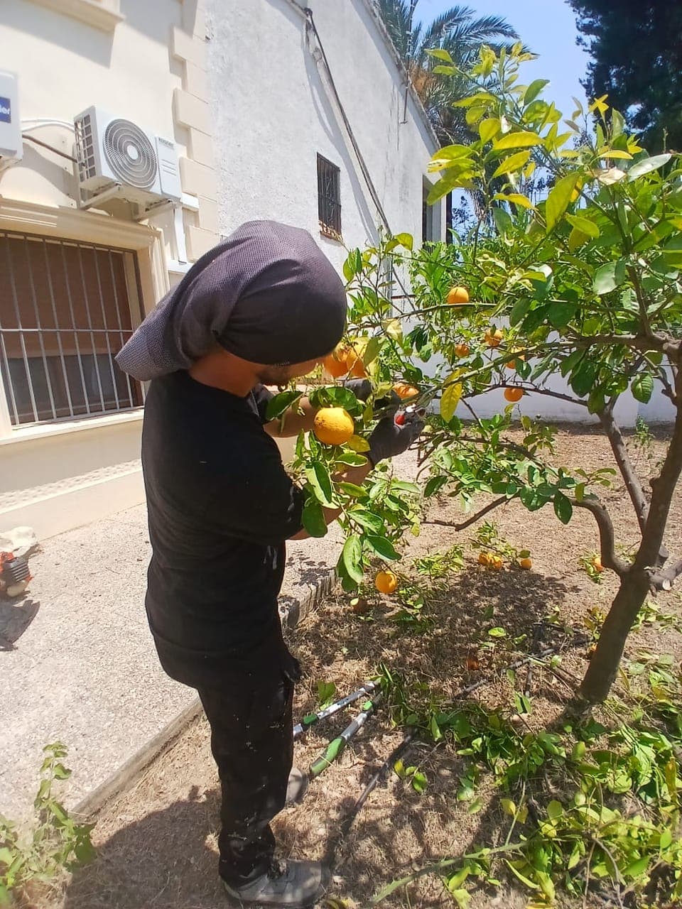 Jardinero podando un cítrico a mano en un jardín de Pego