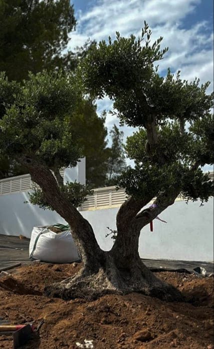 Plantación de un olivo multitronco en un jardín mediterráneo