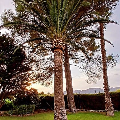 Palmera canaria recién podada en piña al atardecer